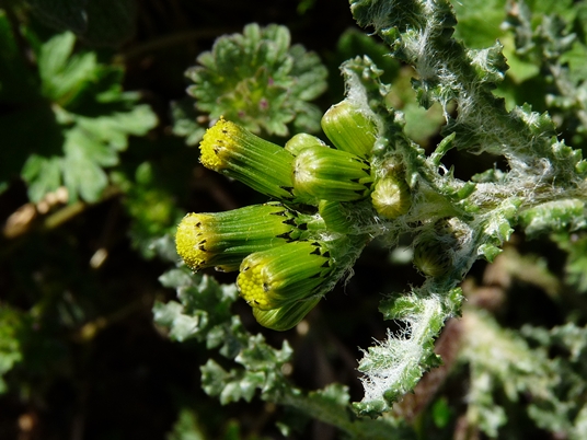 {Senecio vulgaris}